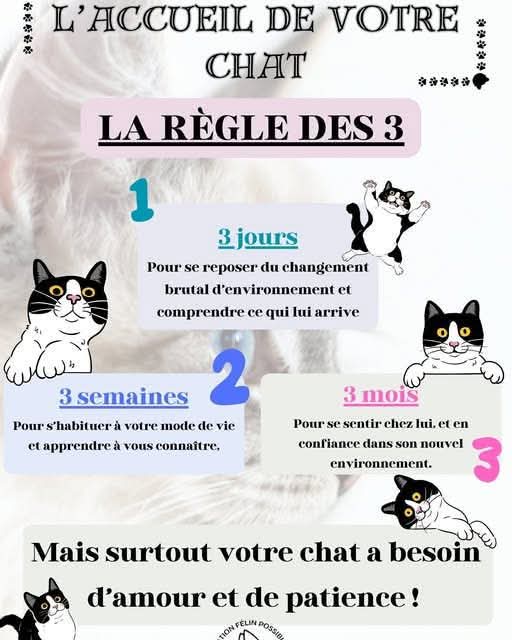 Bien accueillir son chat