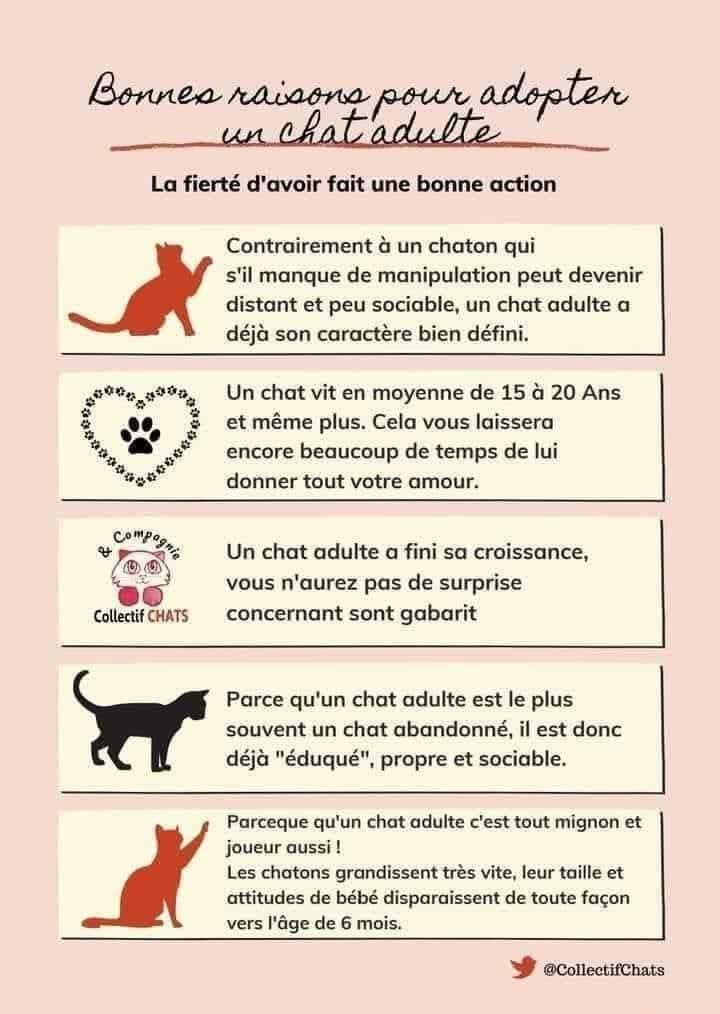 Bonne raison d adopter un chat adulte
