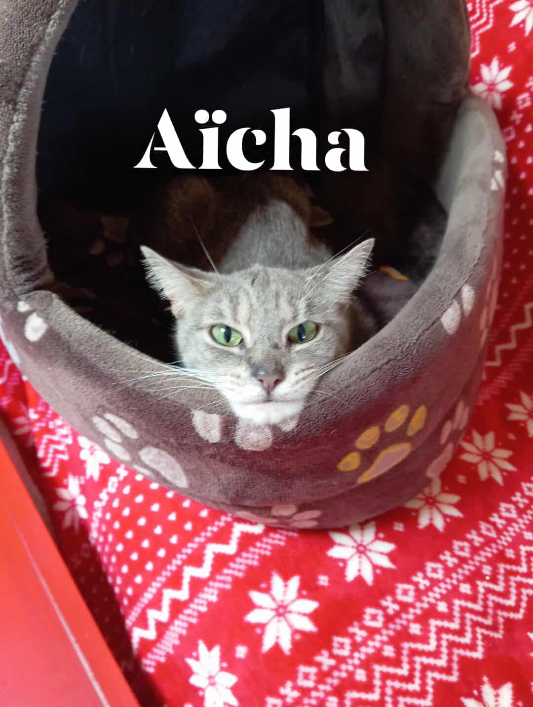 Chat aicha