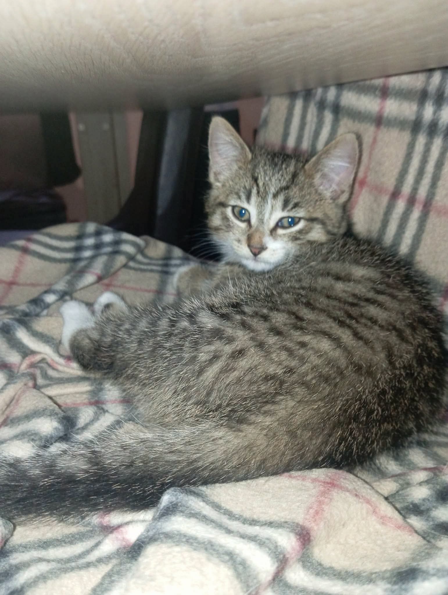 Elle a été adoptée