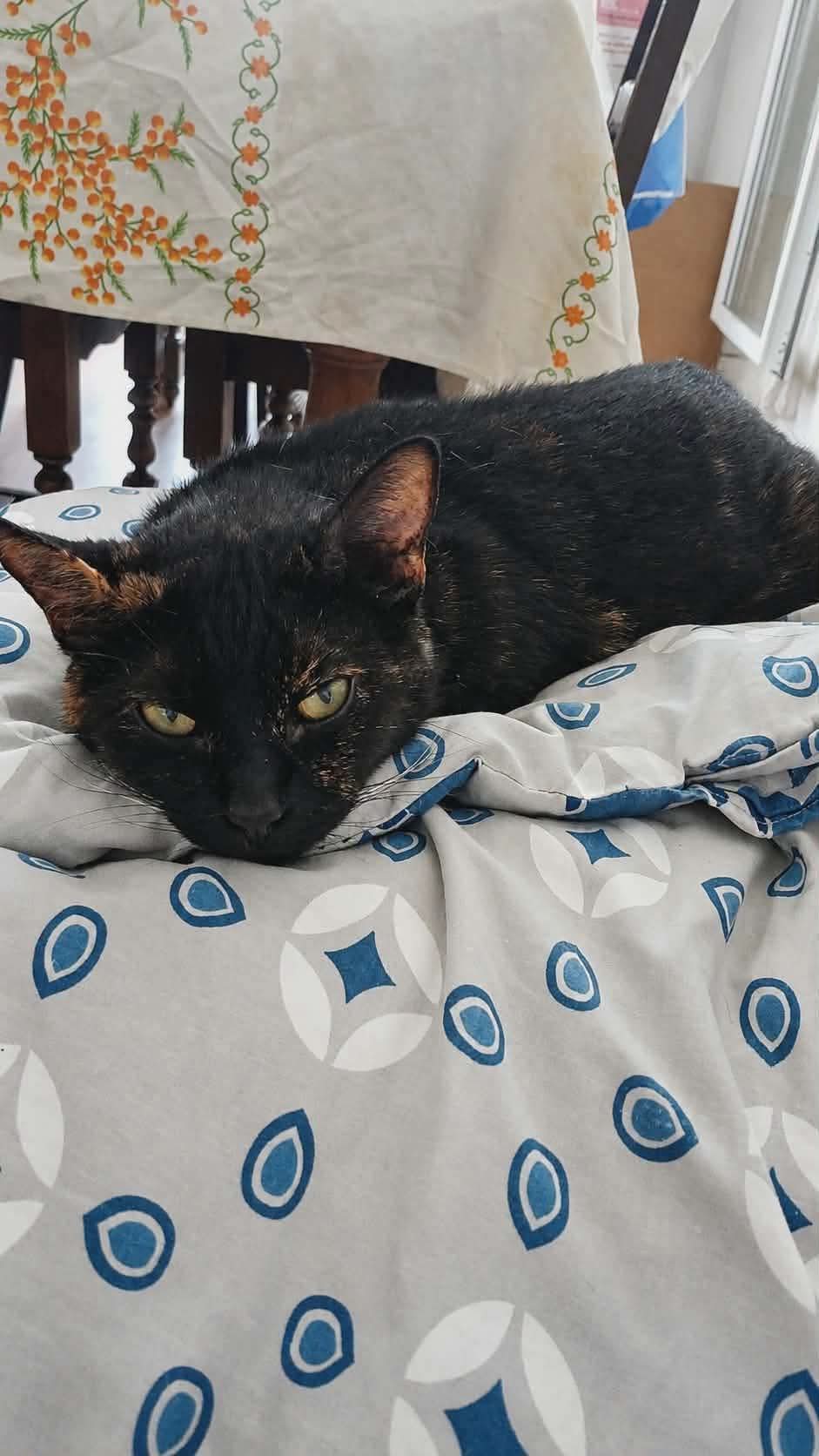 A l’ adoption