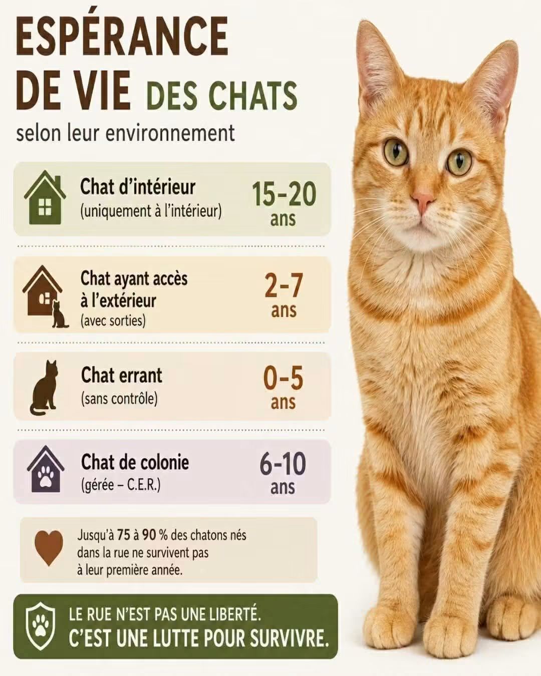 Espérance de vie de un chat