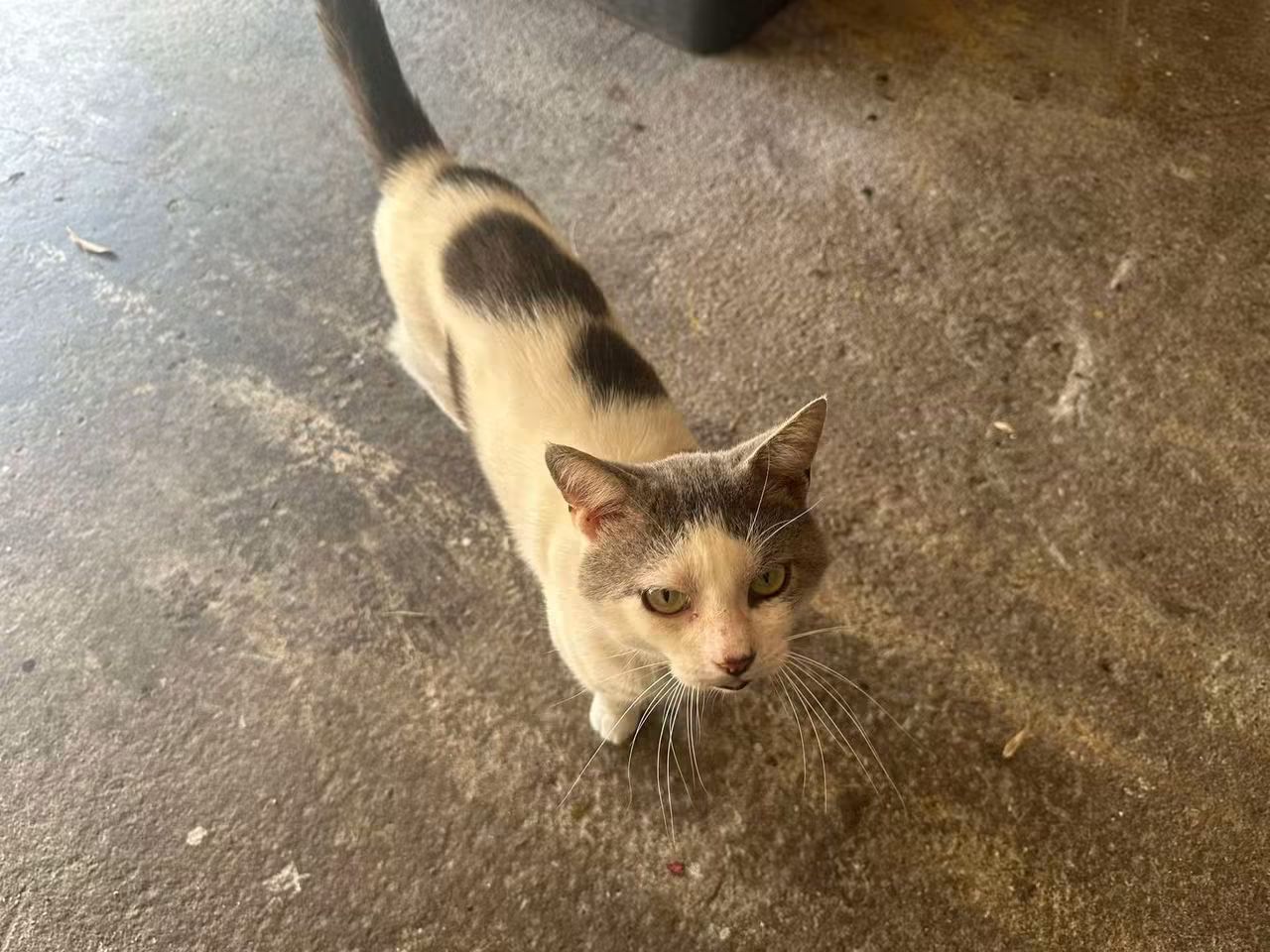 ⚠️À qui est ce chat 🤔
