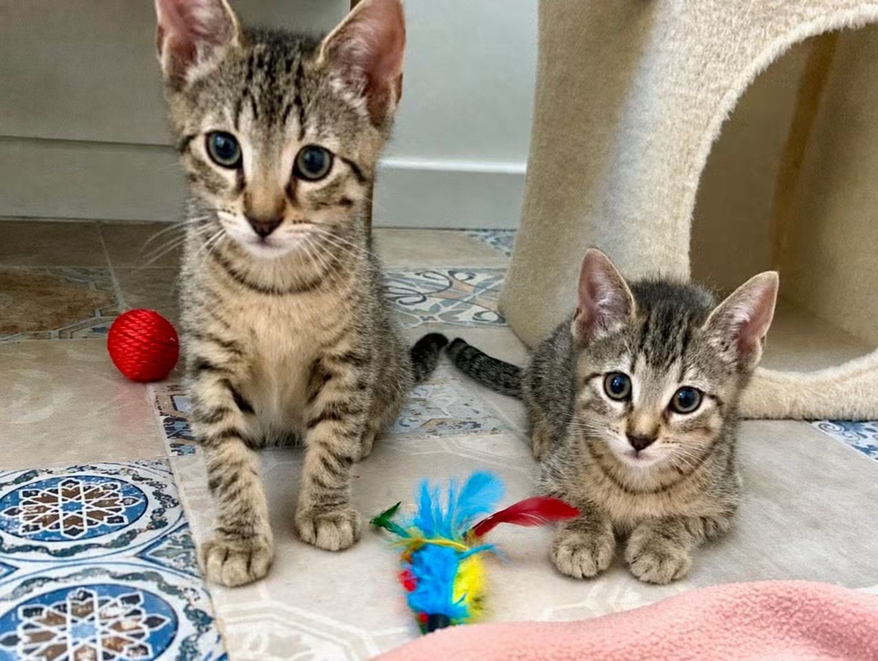⚠️ Ils ont été adoptés 😺