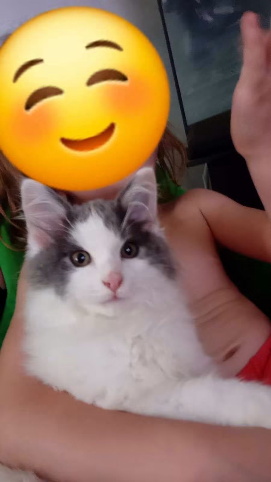 Un chaton de 3 mois