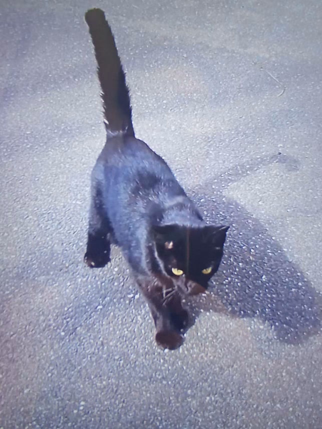 À qui est ce chat 🤔