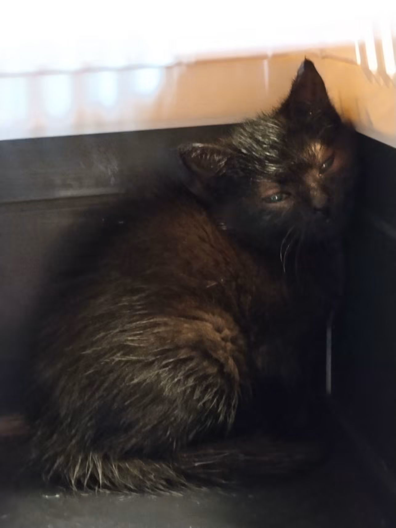 Nouvelle prise en charge aujourd'hui 😿