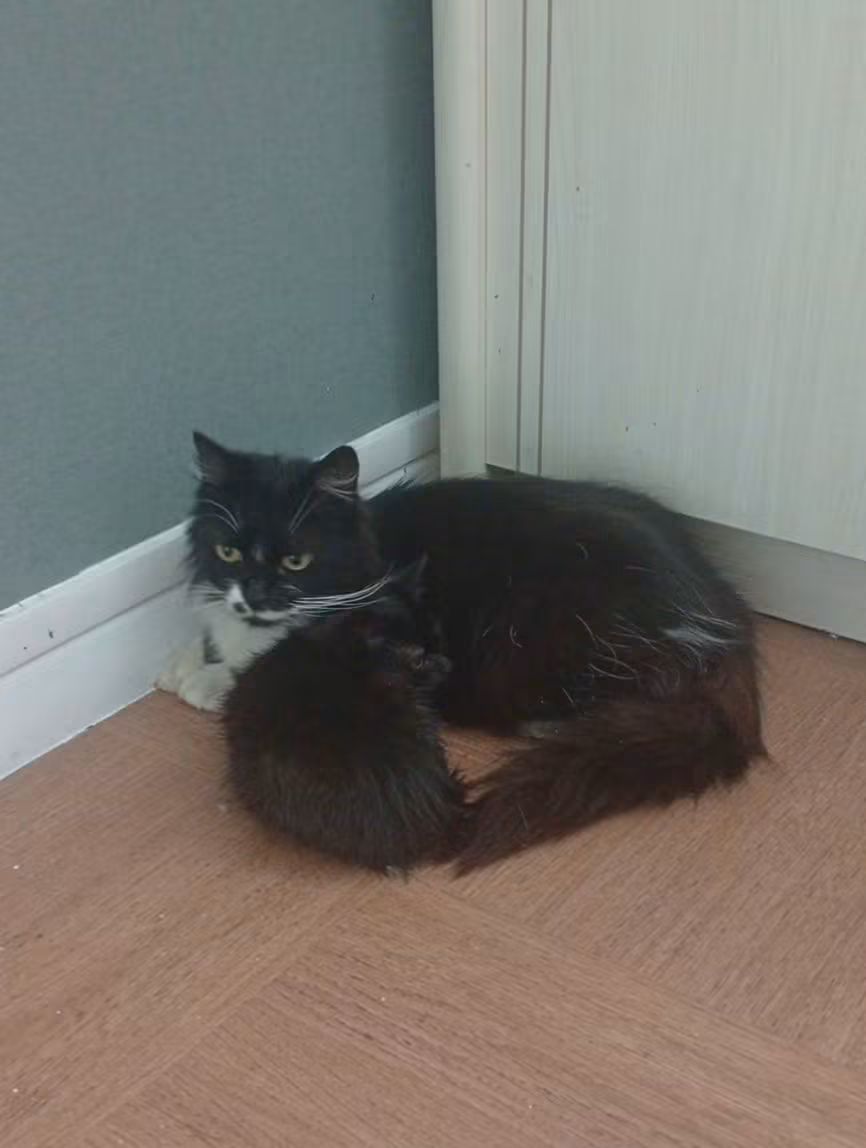 Le bébé a retrouvé sa maman 😻❤️
