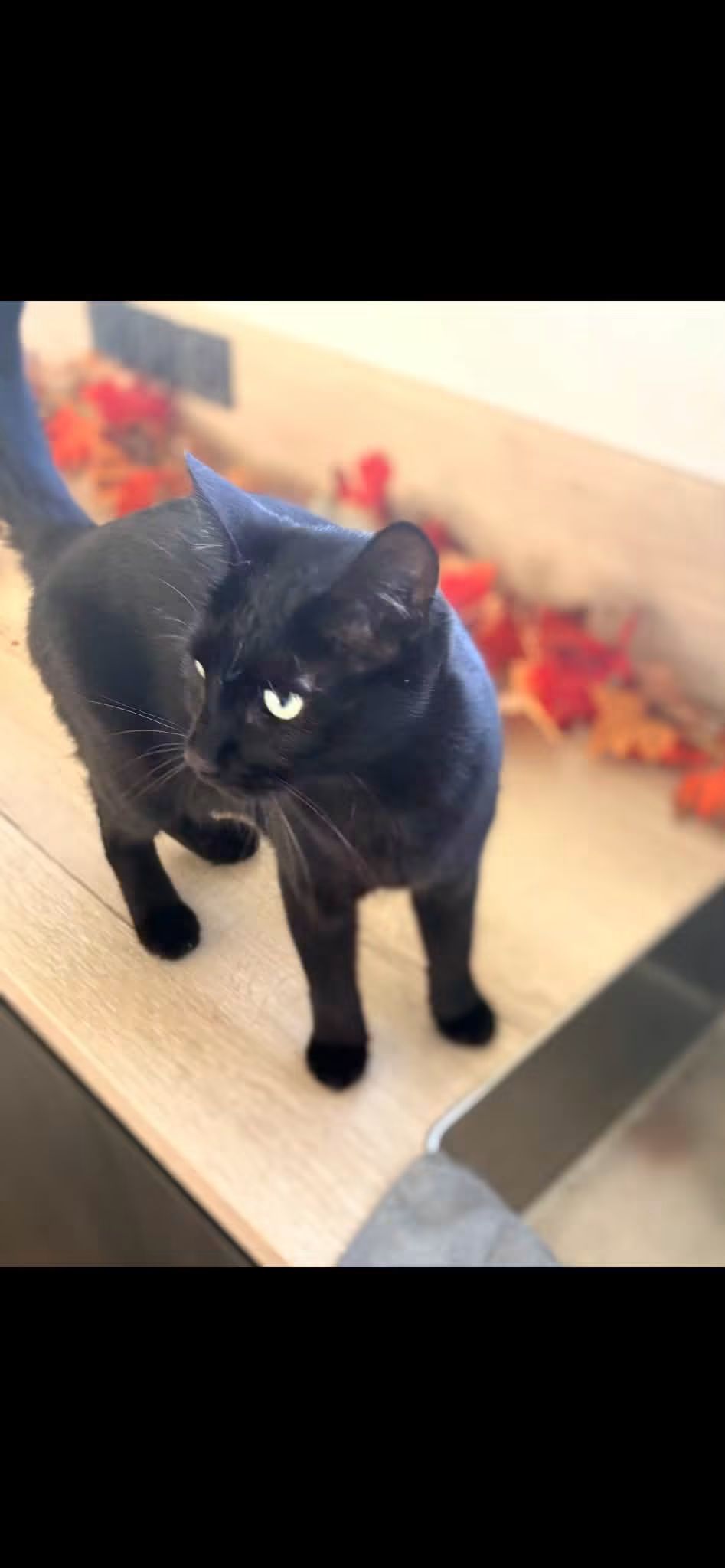 Une personne sur Gainneville nous signale un chat