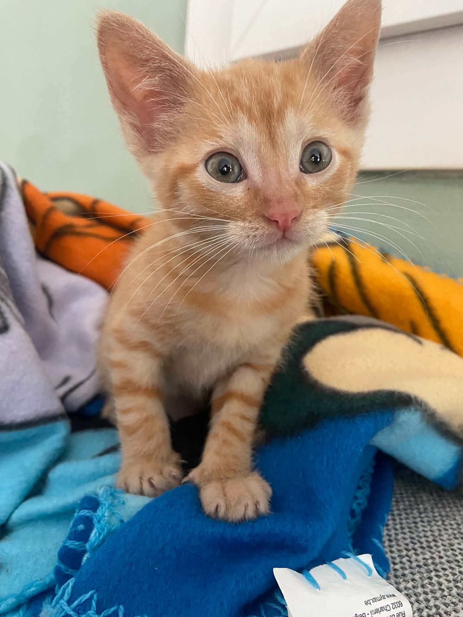 Elle a été adoptée ce weekend 😻