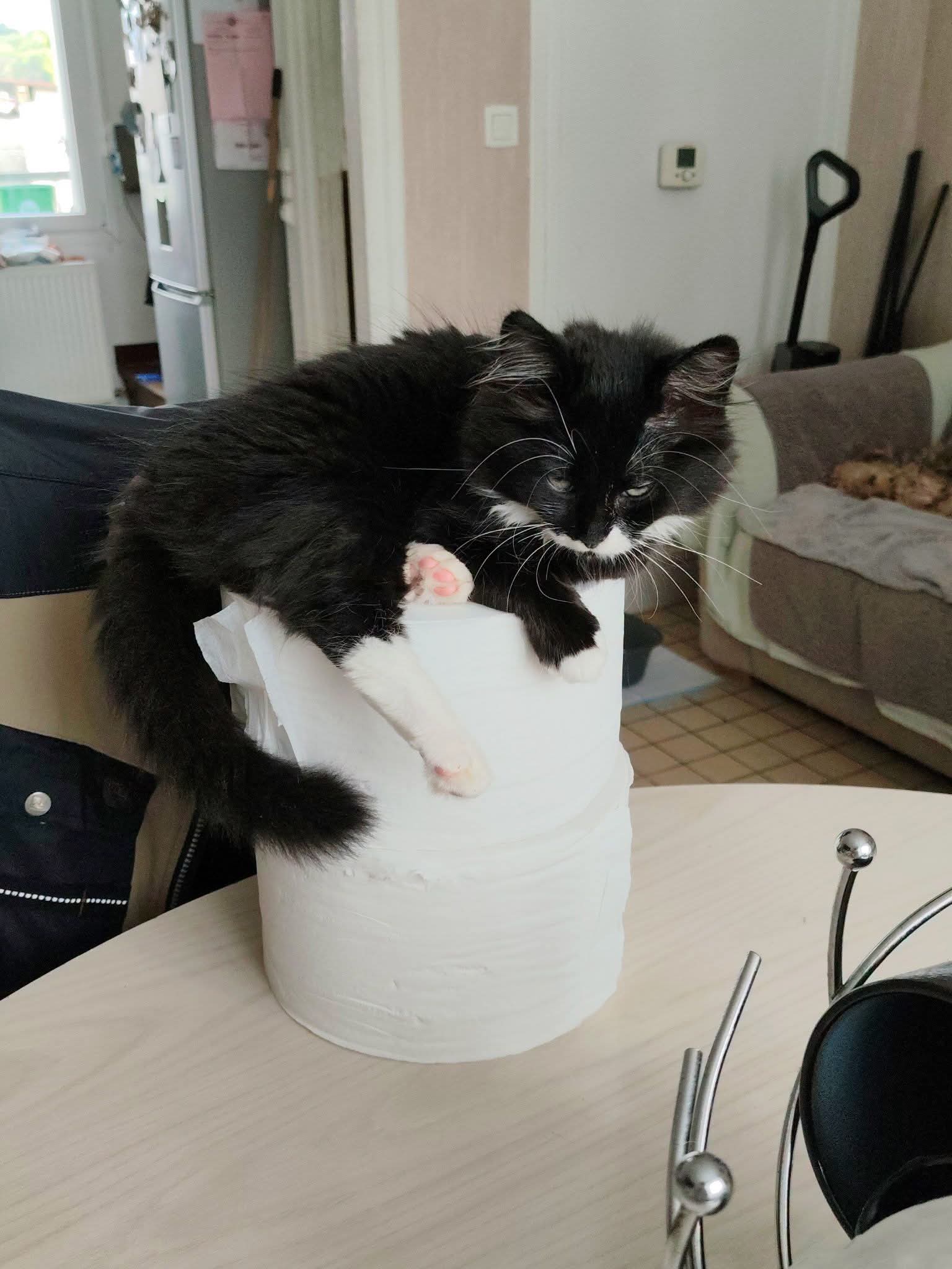 Aujourd'hui c'est au tour de Coton