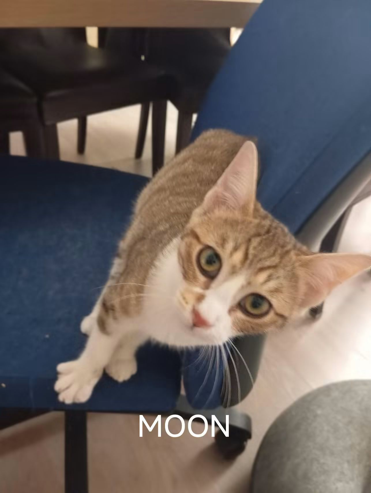 Moon