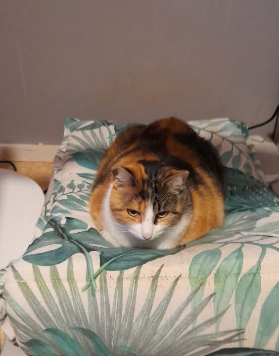 Kira
