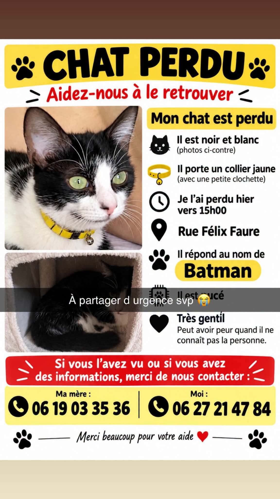 Chat perdu