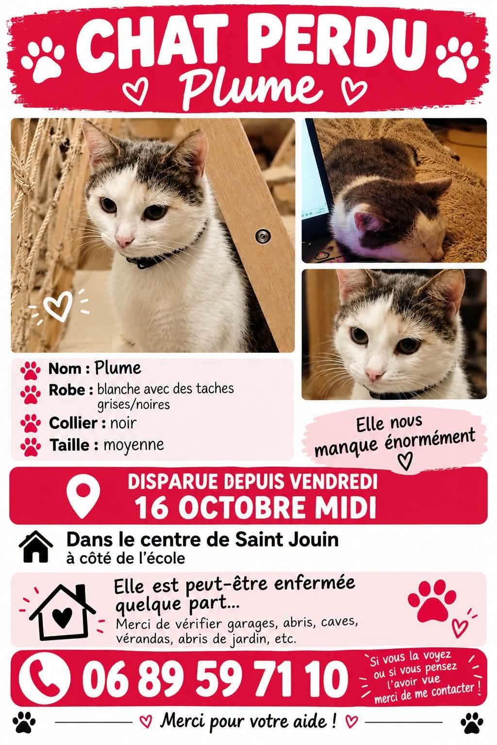 Chat perdu