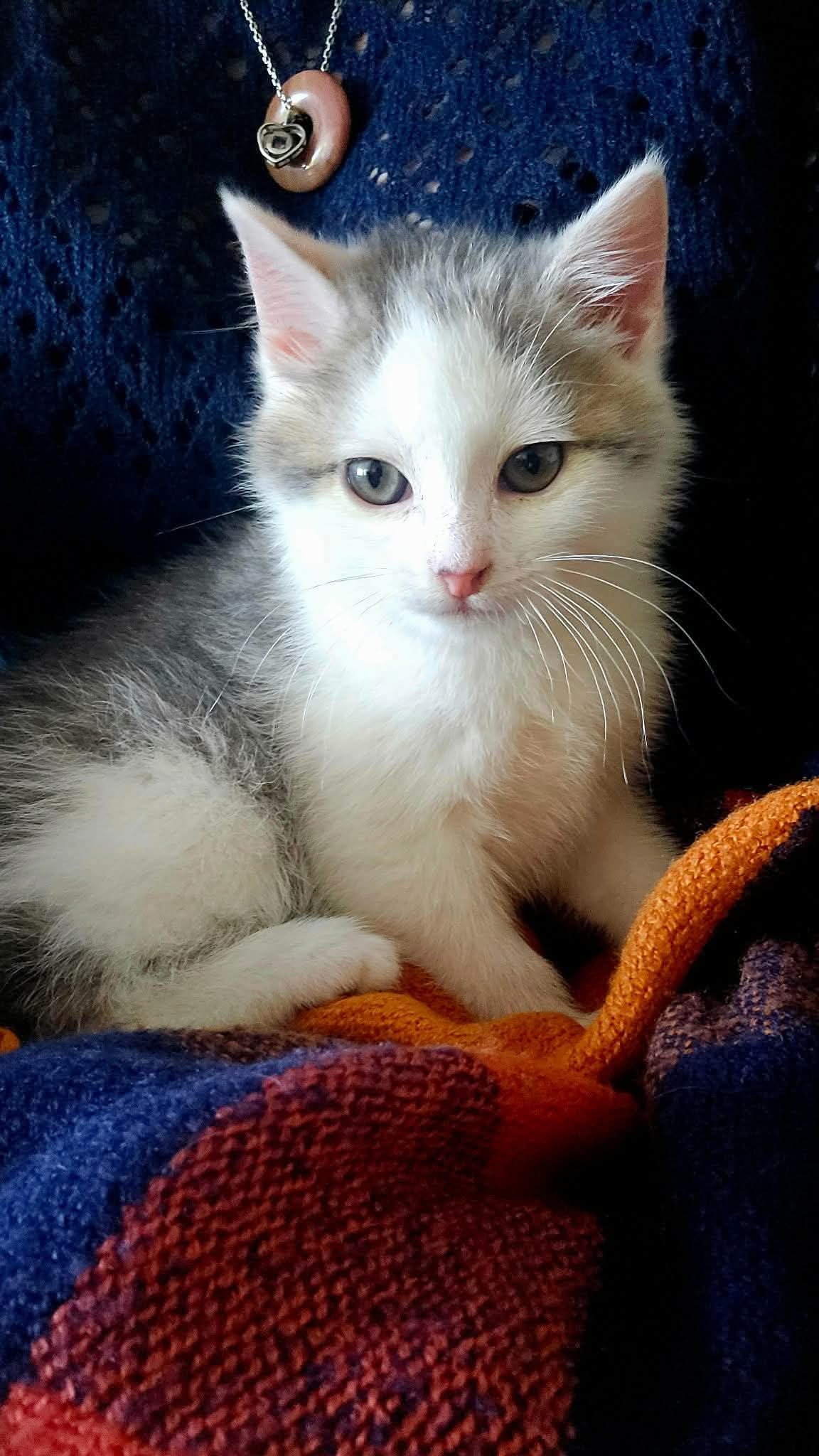 Chat