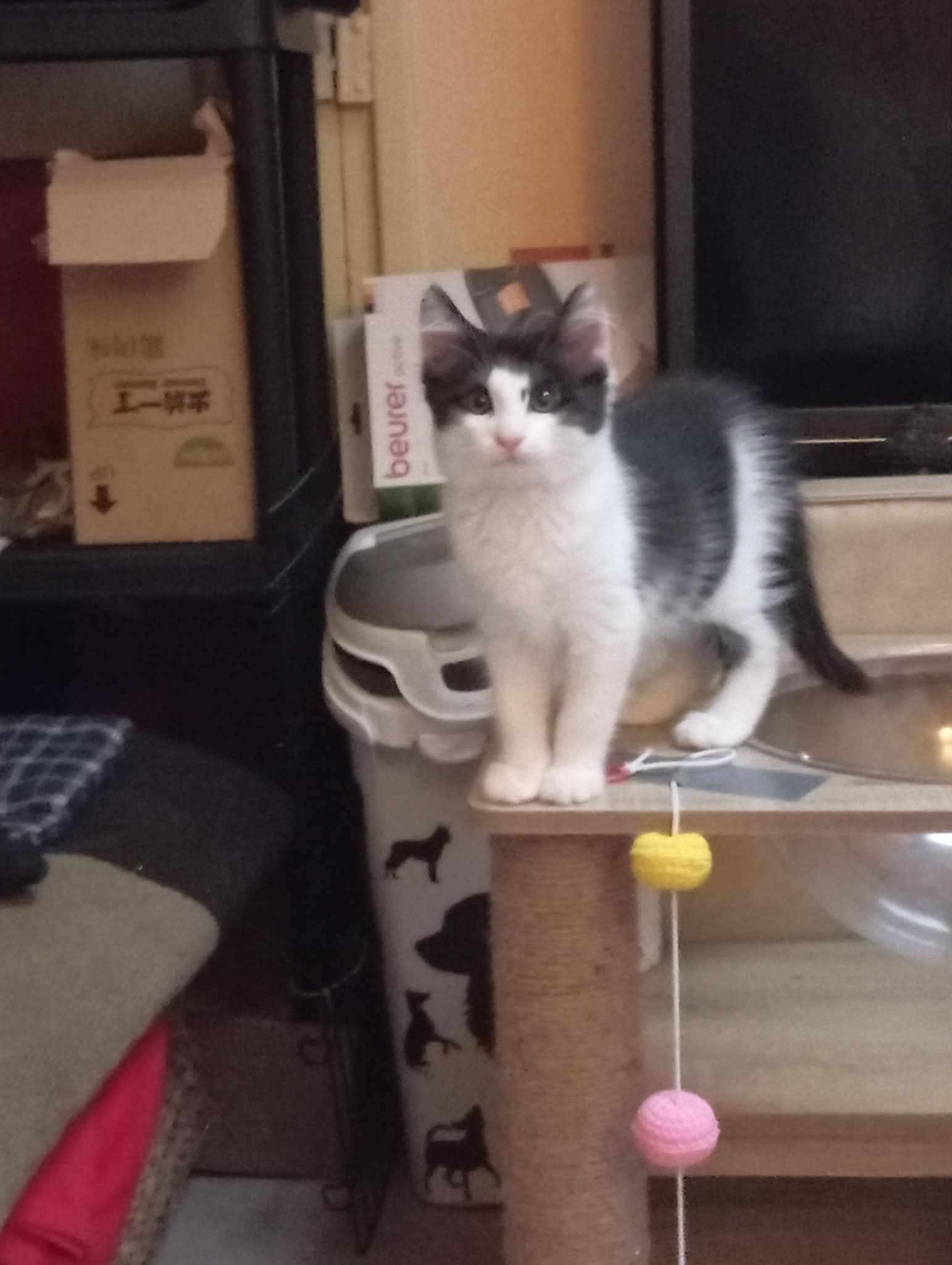 Chat