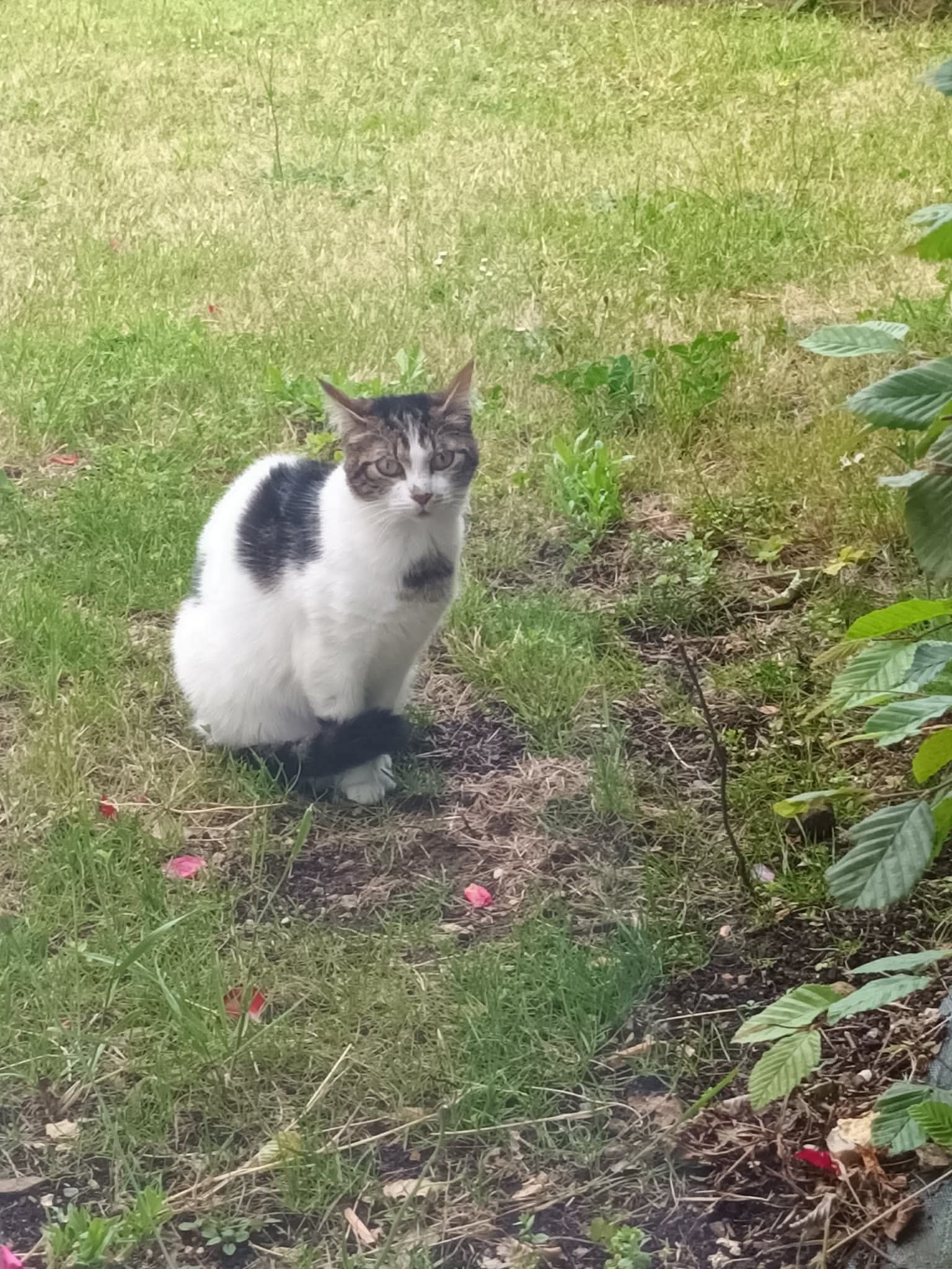 Chat