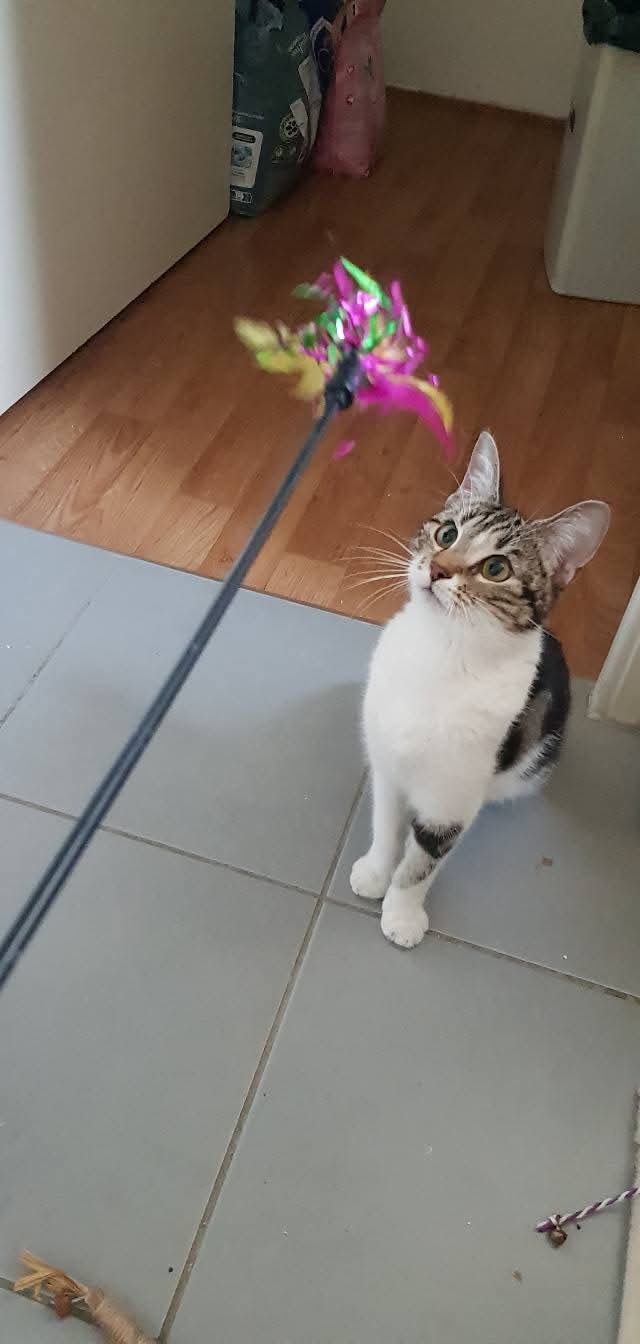 Chat