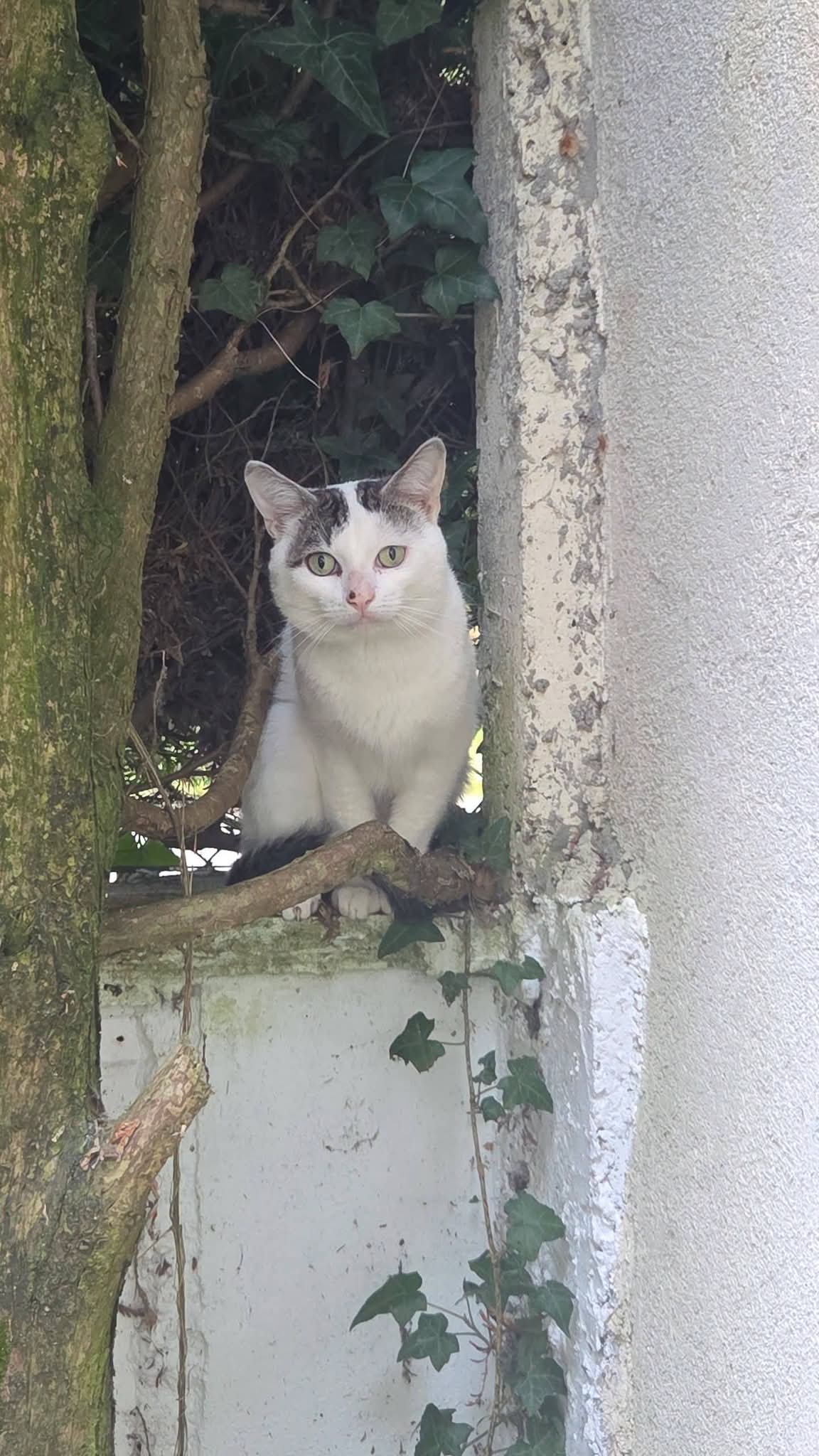 Chat