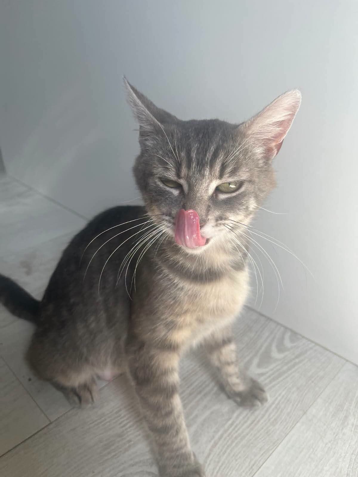 Chat