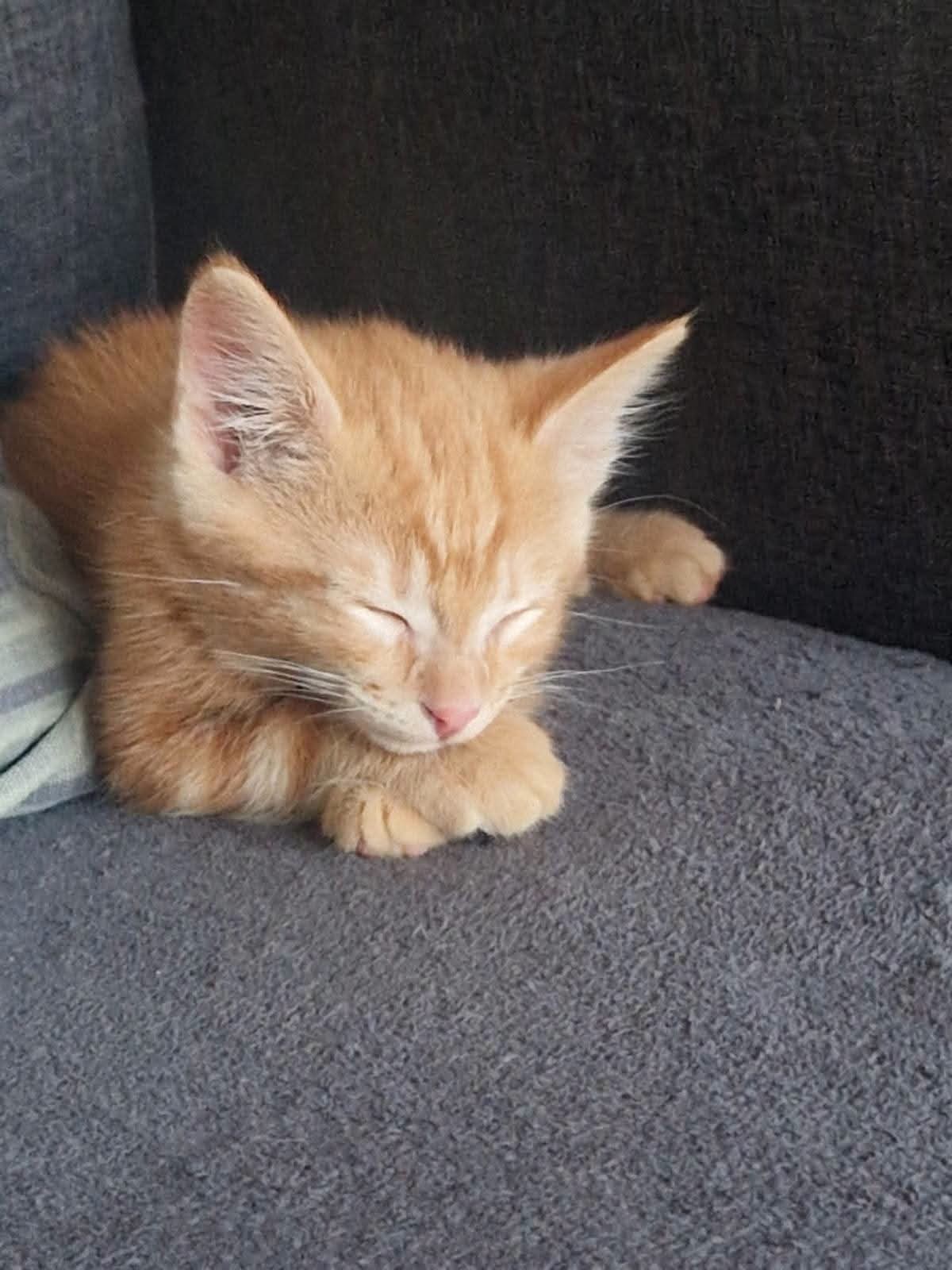 Chat