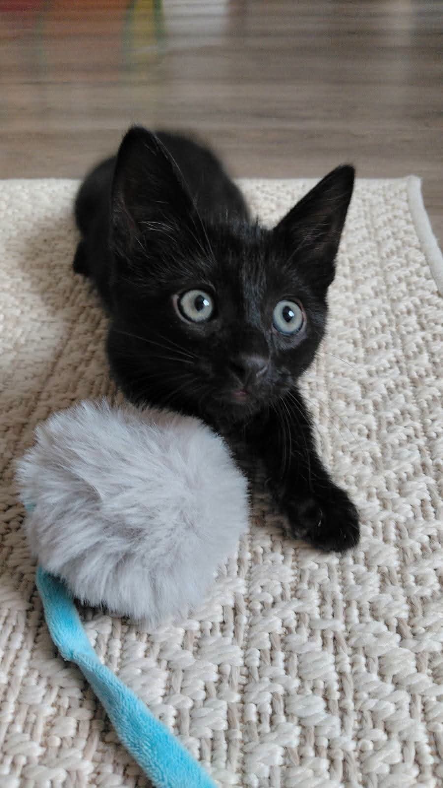 Chat