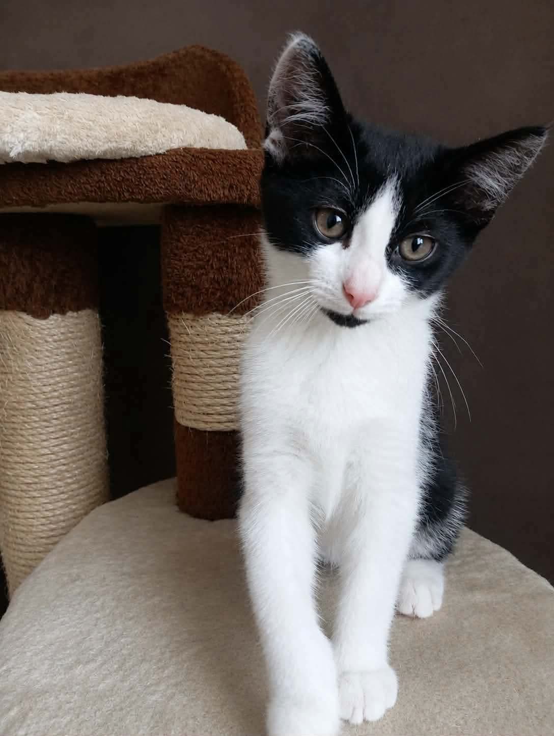 Chat