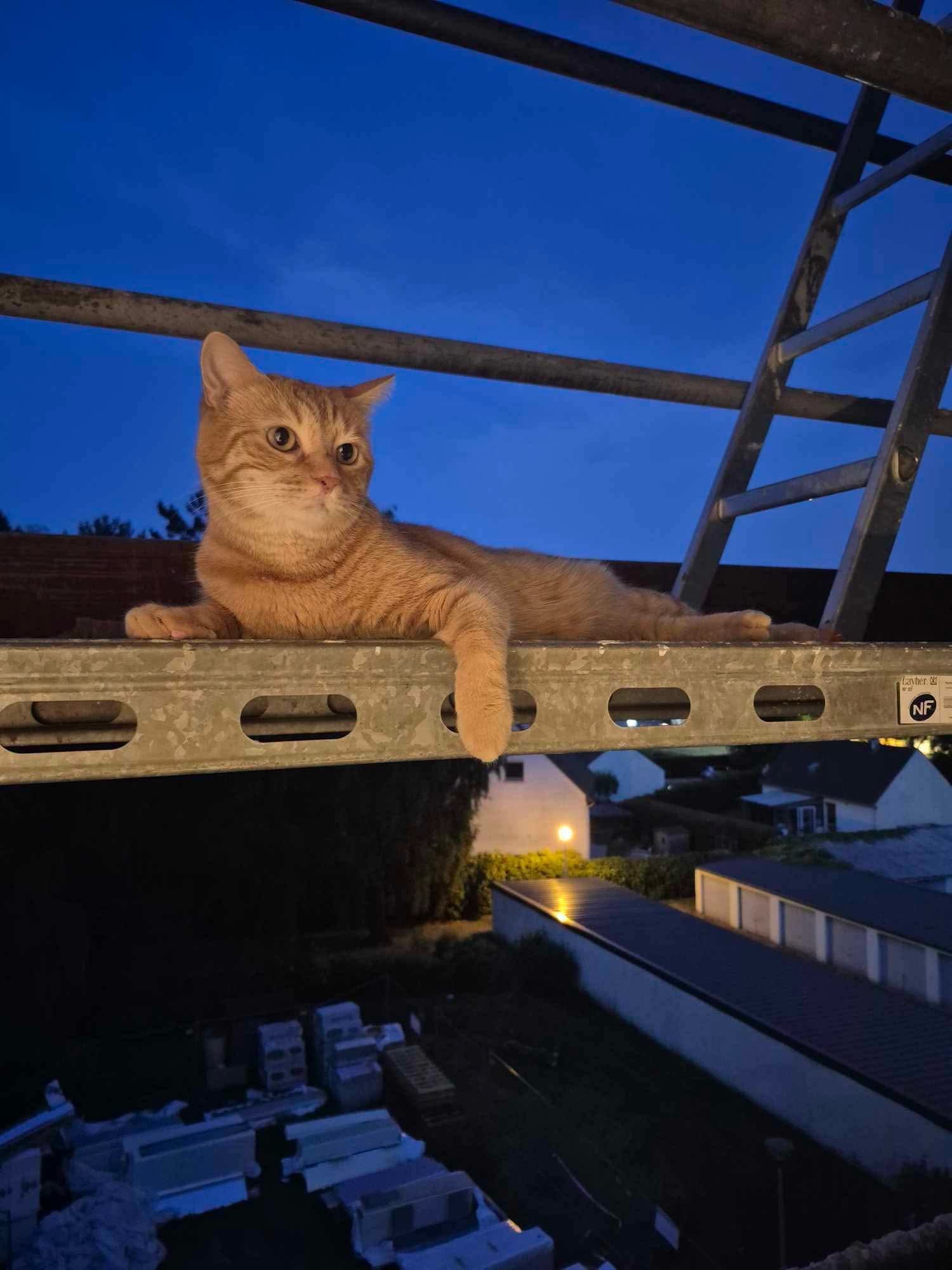 Chat perdu
