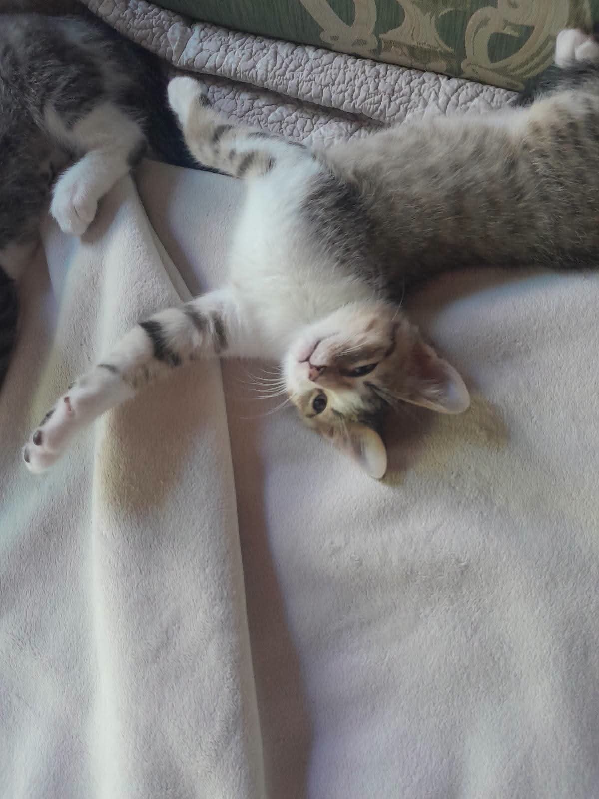 Kitty