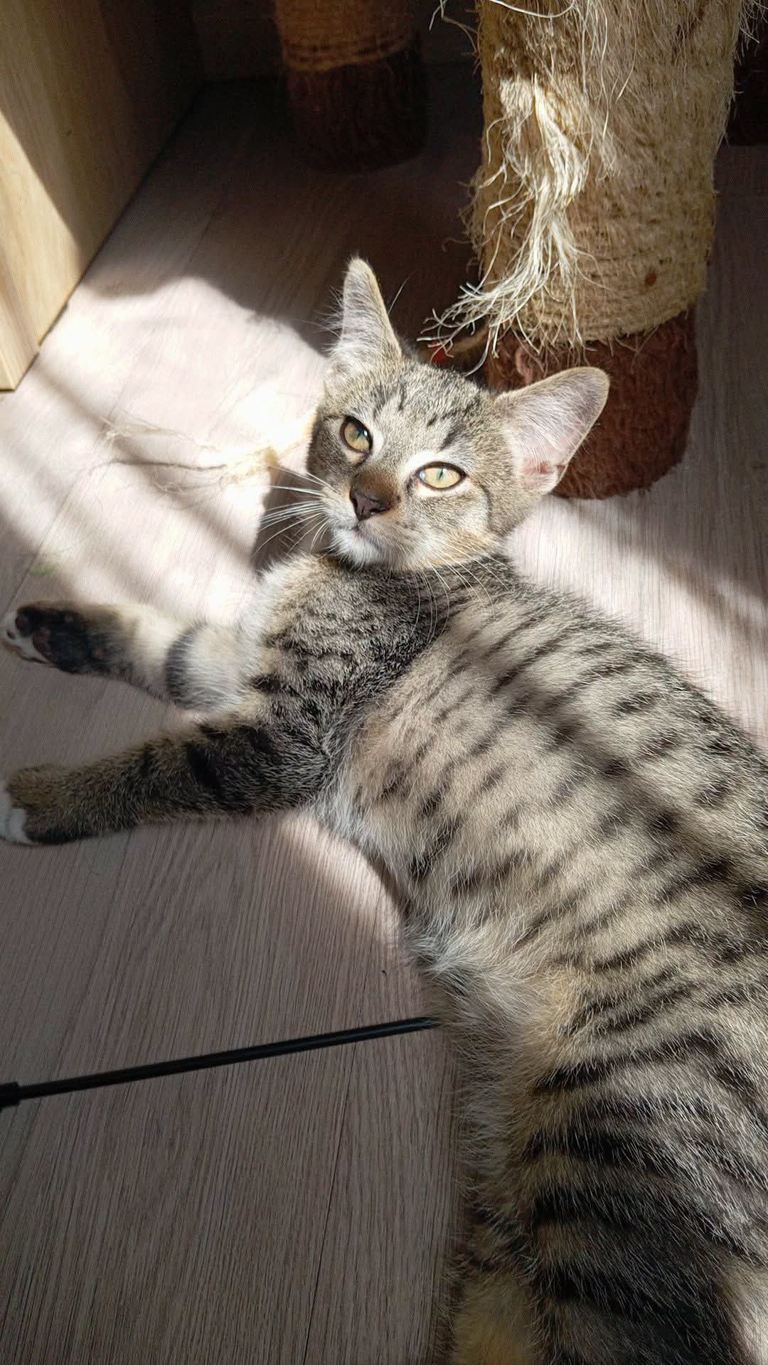 Gavroche