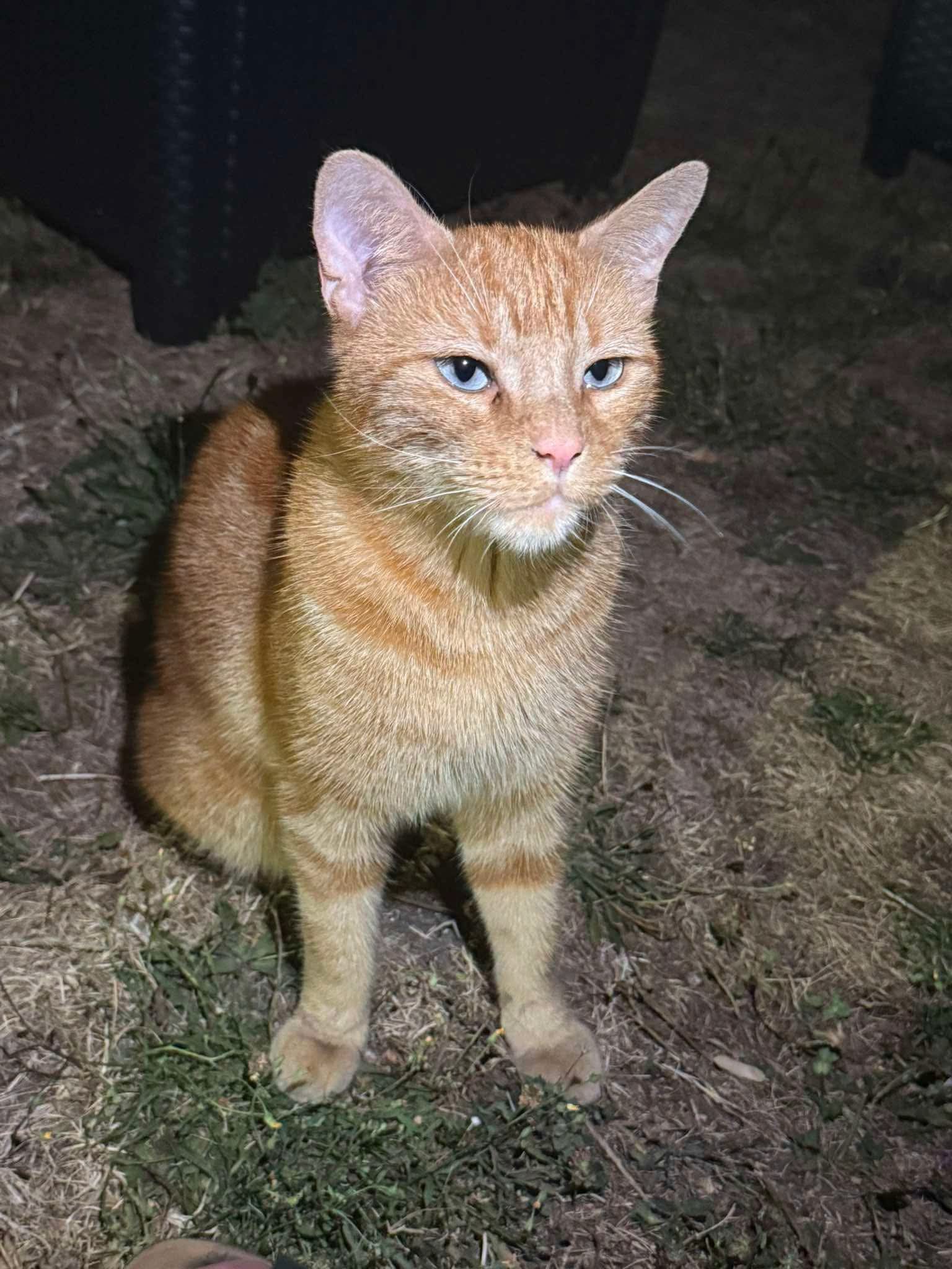 Chat trouvé