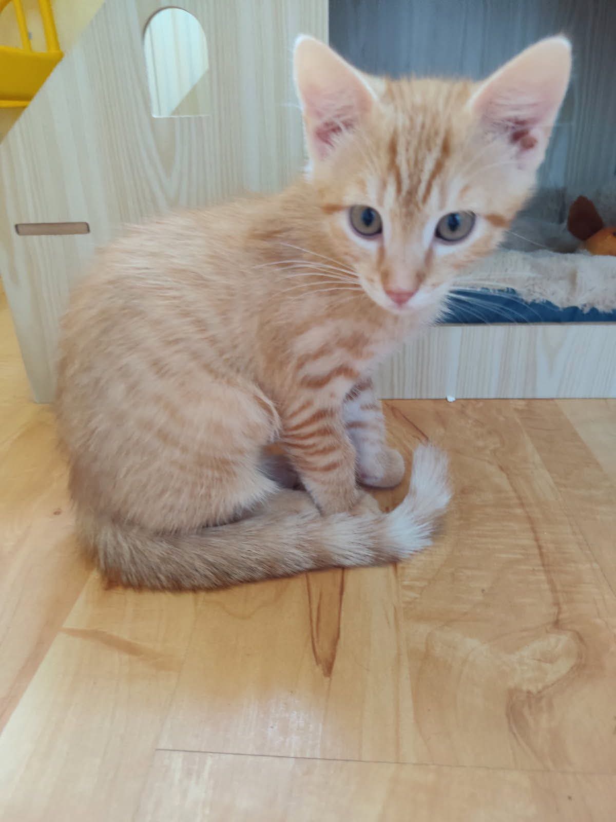 Filou