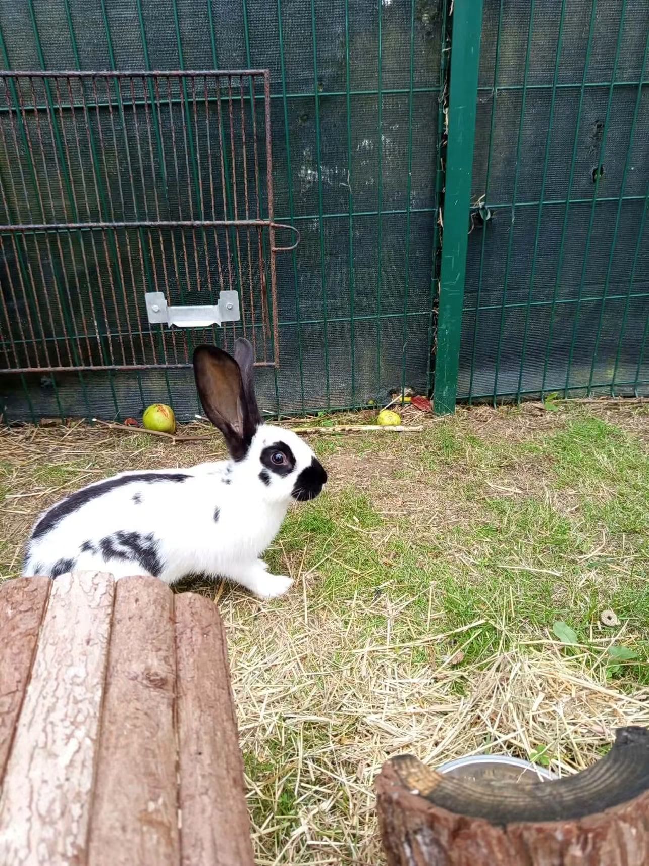 Lapin trouvé
