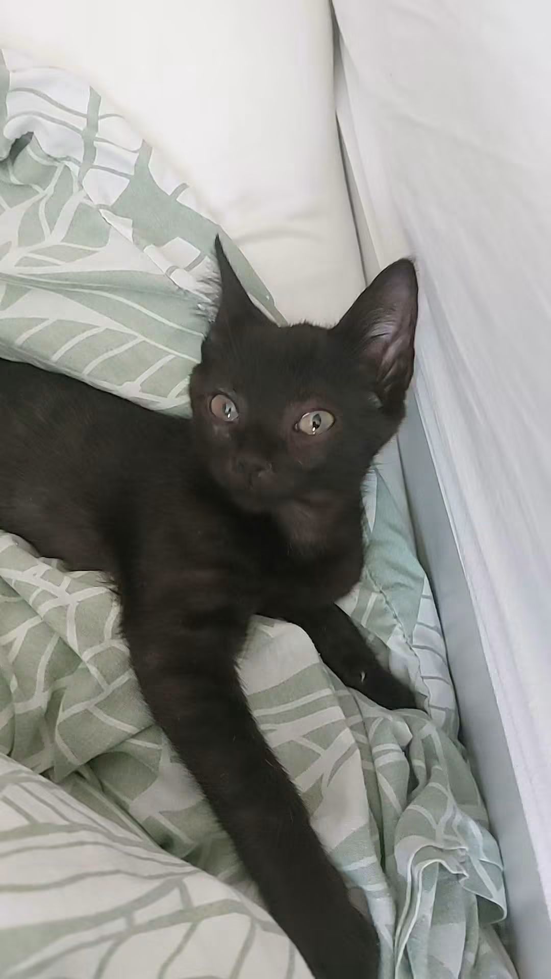 Mowgli