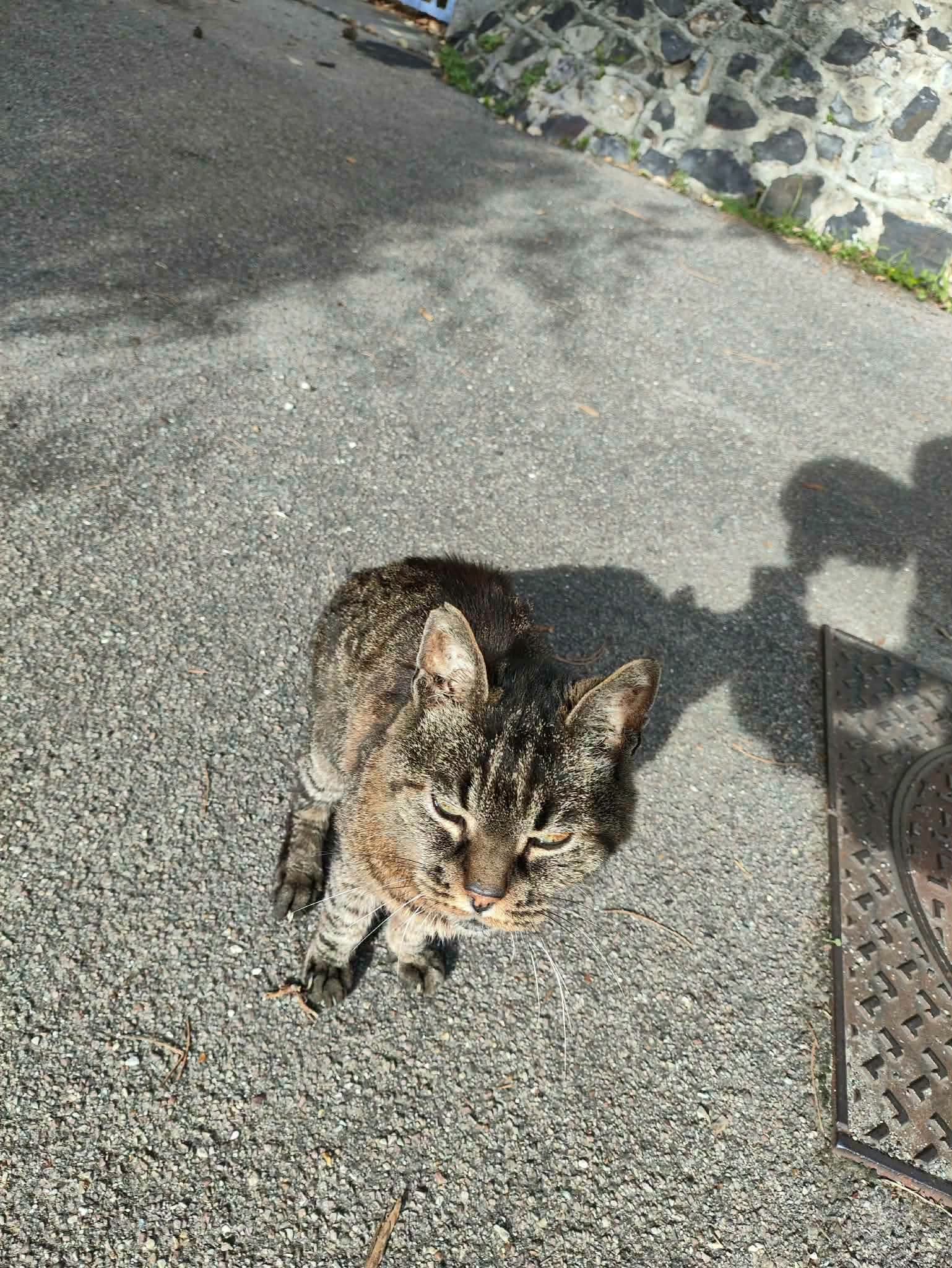 Chat trouvé