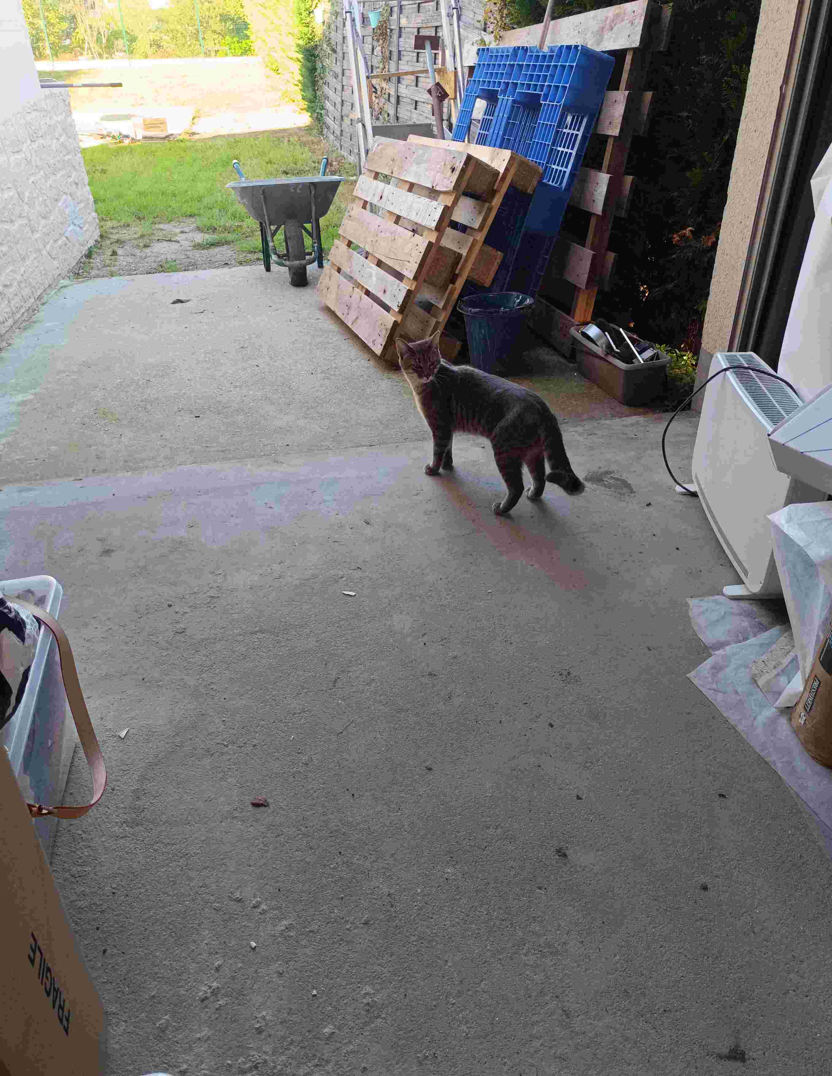 Chat trouvé